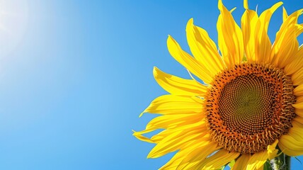 Bright sunflower against clear blue sky, partially cut off