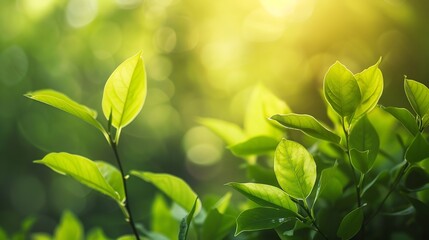 Natural concept environment and organic products Green abstract arrow natural design Natural design flyer layout marketing material copy space : Generative AI