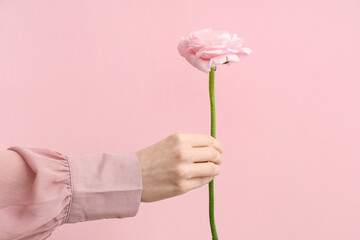 Female hand with beautiful ranunculus flower on pink background