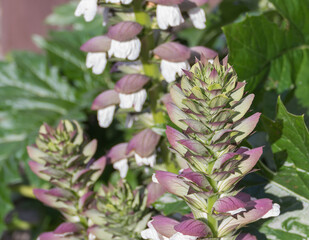Bears breeches plant in bloom with sunlight outdoors Acanthus Mollis