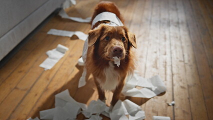Pet eating toilet paper in apartment closeup. Disobedient fluffy dog making mess