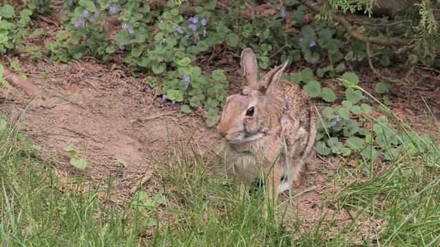 A rabbit eats grass and rests on the edge of the forest.