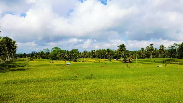Aerial view of Mancingan rice fileds in Mancingan village, Ubud, Bali, Indonesia