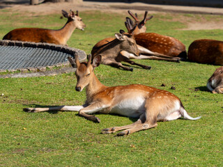芝生の上で休む奈良公園の鹿の群れ