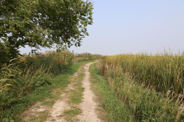 rustic dirt track along the edge of prairie marshes
