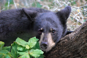 black bear cub © Tammi Mild