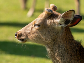 【奈良公園】鹿のクローズアップ