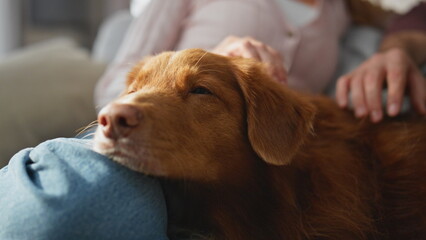 Tranquil woman caressing puppy lying on knees at morning apartment close up. 