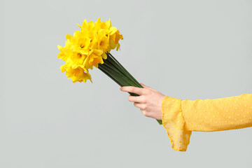 Female hand with bouquet of beautiful narcissus flowers on grey background
