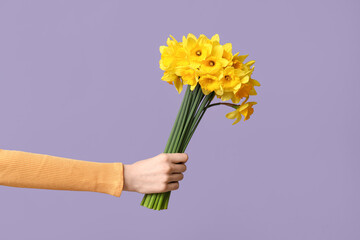 Female hand with bouquet of beautiful narcissus flowers on purple background