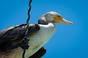 Nannopterum auritum. Close-up shot from below of a juvenile cormorant perched on a cable. Its white breast, black wings and yellow bill are visible.
