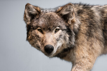 gray wolf canis lupus