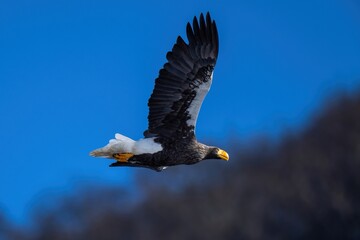 青空バックに悠然と飛ぶオオワシ