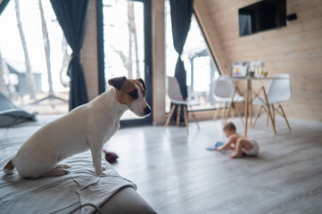 A little boy crawls on the floor by the patio window. Jack Russell Terrier dog sitting on the sofa. 