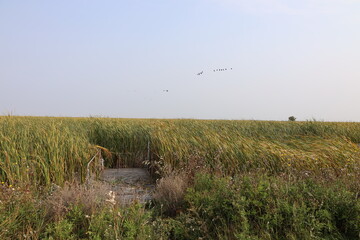 flight of Canada Geese swoops in over prairie grass and marsh lands in autumn