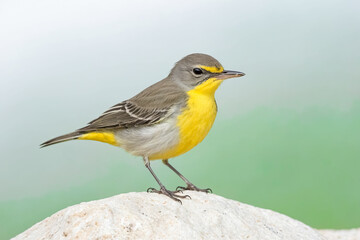 Yellow-breasted Warbler perched on a rock