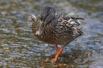 Spot Billed Duck Walking on Water