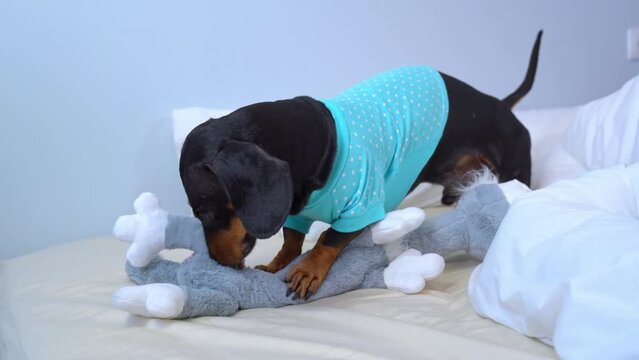A funny dachshund dog in blue pajamas excitedly gnaws on a soft plush toy on the bed, bites, holds with its paws, destroys impatiently Excited active child before bedtime Pet prank, active fun, game