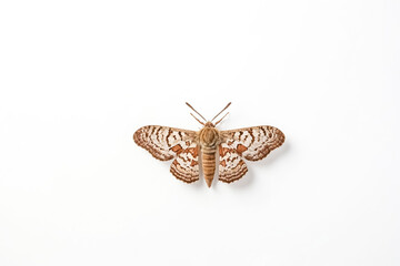 Brown and White Moth on White Background