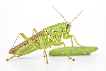Green Grasshopper on White Background