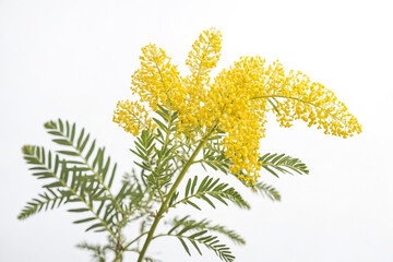 Mimosa Branch with Yellow Flowers Isolated on White Background