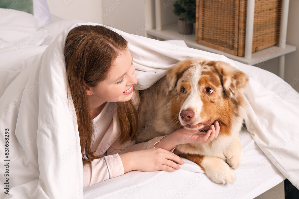 Sticker young woman with cute australian shepherd dog lying on bed under blanket at home