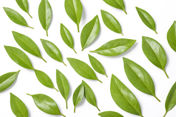 Fototapeta premium Green leaves scattered on white background