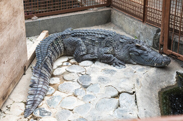ワニ昼寝中