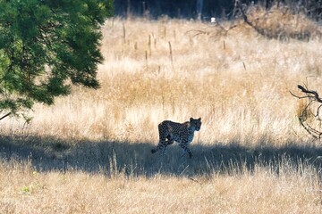 Africa Safari