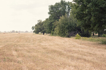 Agricultural field after harvesting in cloudy weather. Scene of rural life. Selective focus, copy...