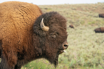 Fototapeta premium american bison head shot with blue tongue in Yellowstone park