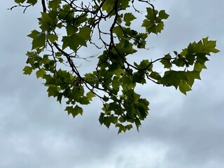 Leaves and sky tree nature sky green leaf leaves spring branch forest summer branches trees blue foliage white. Leaves and sky plant flower sun natural blossom bright season growth maple day.