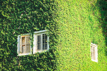 Building with climber plants, ivy growing on the wall. Ecology and green living in city, urban environment concept,.