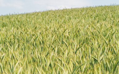 Big green wheat field in the sunlight