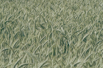 Green cornfield in the sunlight