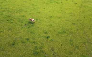 Aerial view of one cow standing on the big green pasture