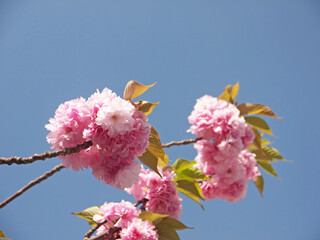 Looking up Pink blooming japanese sakura branch with pink flowers on clear blue sky background
