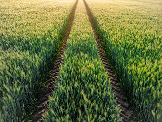 Tractor Tracks in the green wheat field