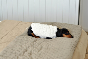 filhote de duchshund fofo  vestido para o inverno com lã de ovelha