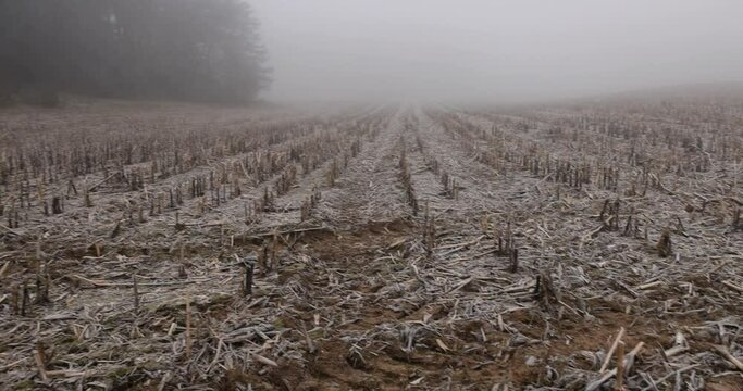 cornfield with snow after harvest, poorly harvested corn crop remaining for the winter