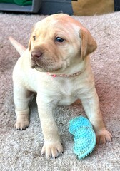 Young labrador puppy playing with a toy 
