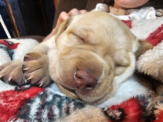 Sleeping labrador puppy