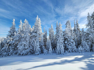 Snowy trees in a winter landscape 