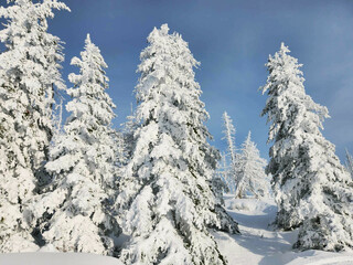 Snow covered trees high in the mountains 