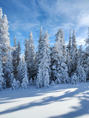 snow covered trees