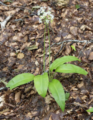 Allium ursinum, known as wild garlic, ramsons, cowleekes, wood garlic, bear leek, is a bulbous aromatic perennial flowering plant