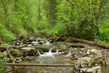 Felled trees in a rocky bed of a stormy mountain stream flowing through a dense summer forest.