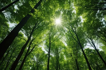 Majestic Green Forest Glow Sunlight Illuminating the Canopy of Tall Trees.