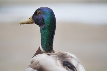 Mallard duck at Maplewood Mudflats Wild Bird Trust in North Vancouver, British Columbia, Canada