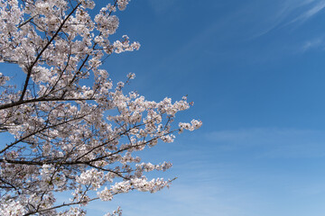 青空に映える桜